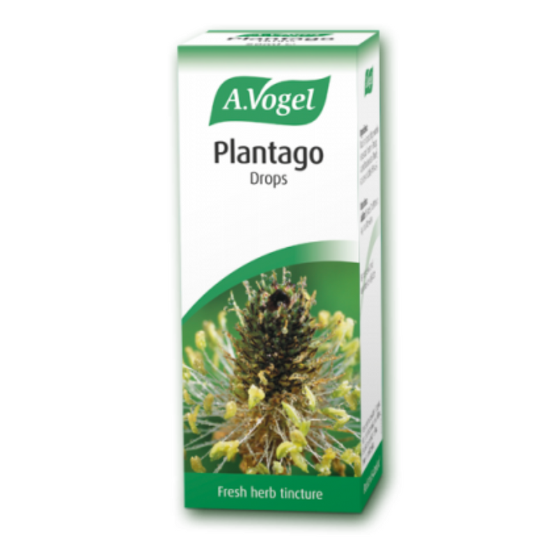 A Vogel Plantago